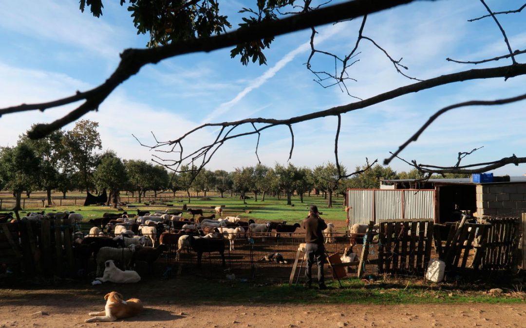 Audiovisual «Ganadería en tierra de lobos»